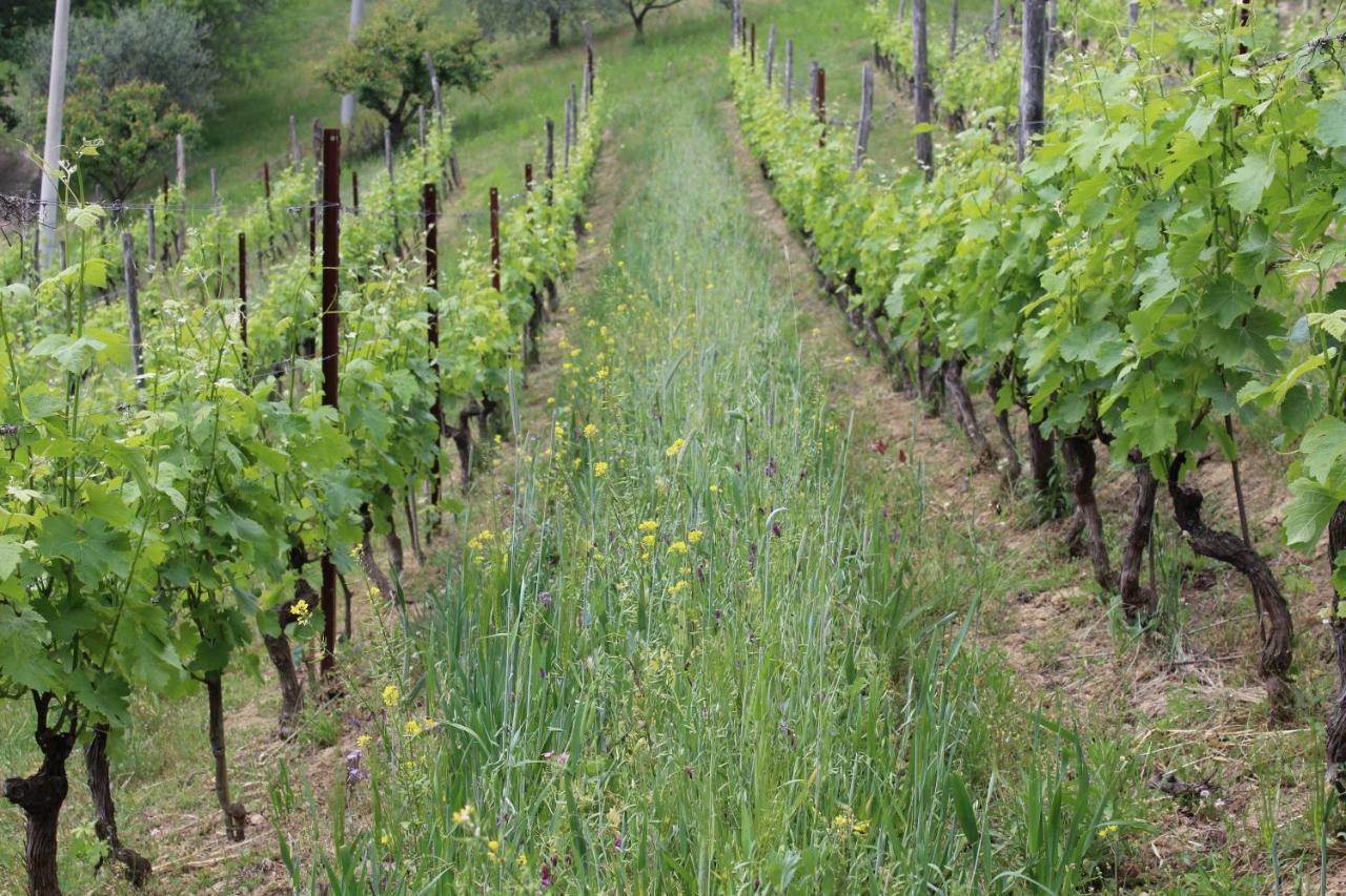 Agriturismo La Rovere Cossano Belbo 外观 照片